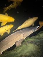 Siberische steur 1meter+, Steur