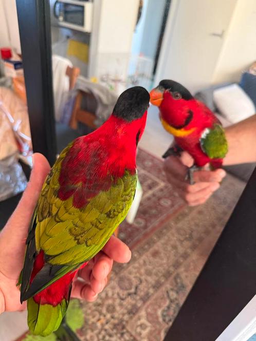 Super Tamme Lori volgen papegaaien, Dieren en Toebehoren, Vogels | Parkieten en Papegaaien, Papegaai, Mannelijk, Tam