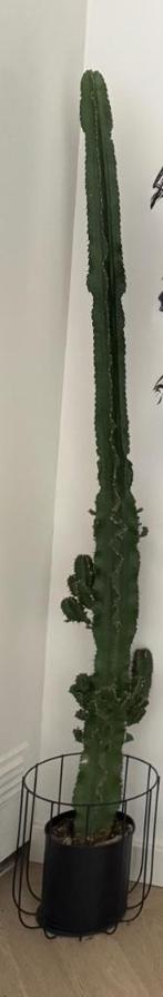 Cactus in pot, Ophalen, 100 tot 150 cm, Volle zon, In pot