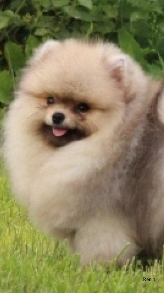 Pomeriaan dekreu pomeranian dekreu dekking fci stamboom, Dieren en Toebehoren, Honden | Dekreuen, Reu, Particulier, Eén hond, Nederland