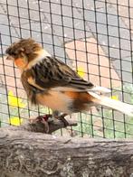 Harlekijn kanaries 2025, Dieren en Toebehoren, Vogels | Kanaries, Meerdere dieren, Kleurkanarie