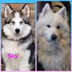 Pup mama samojeed x husky papa volle samojeed, 8 tot 15 weken, Teef, Poolhond, Eén hond