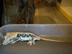Tri-color Lilly White het Axanthic wimper kweekman te koop!, Hagedis, 3 tot 6 jaar