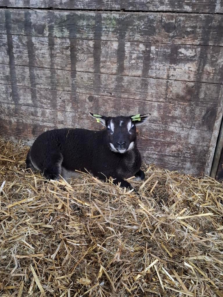 Dassenkop ooilammeren, Dieren en Toebehoren, Vrouwelijk