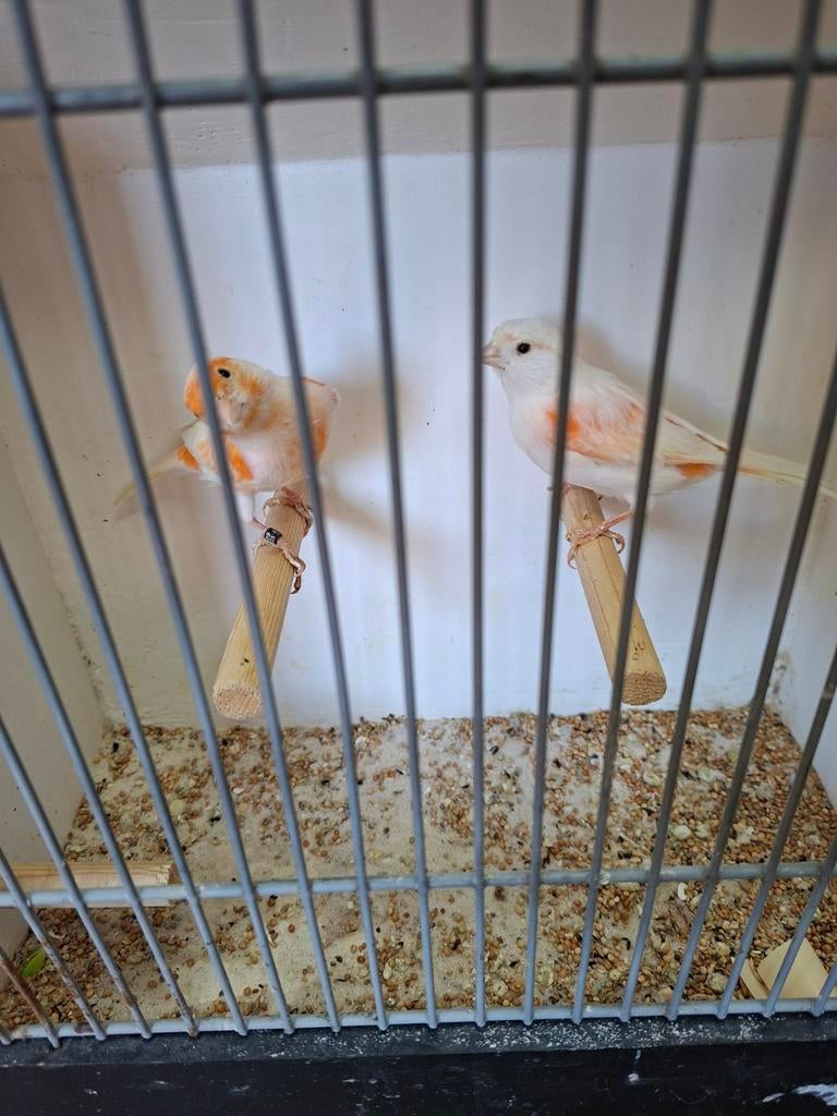 Koppel rood mozaïek kanaries, Dieren en Toebehoren, Meerdere dieren, Kleurkanarie