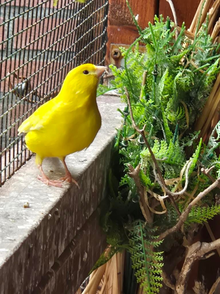 Kanaries mannetjes, Dieren en Toebehoren, Mannelijk, Kleurkanarie