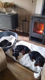 Mooie teckel pups, Dieren en Toebehoren, Standaard, 8 tot 15 weken, Korthaar, Meerdere