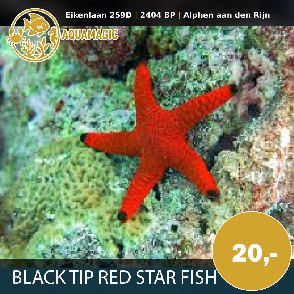 Blacktip Red Starfish, Slak of Weekdier, Zoutwatervis