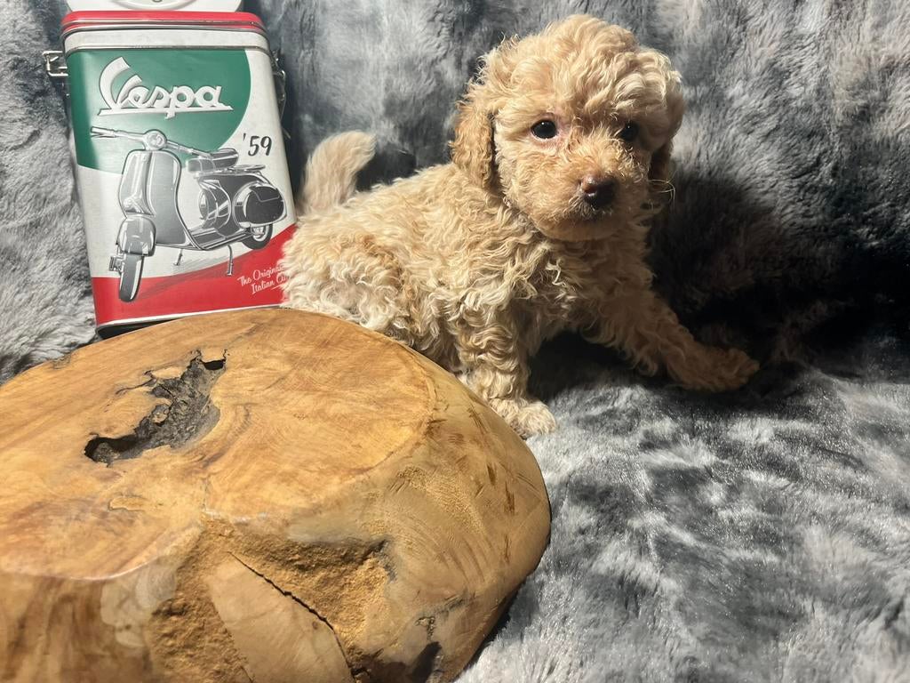 Toy Poedel  X Maltipoo mini, Poedel, Parvo, Reu, 8 tot 15 weken