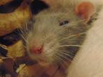 Erg tamme ratjes in Assen., Rat, Februari, Meerdere dieren, Tam
