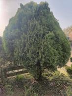Levensboom (Thuja) - Wintergroene Conifeer, Tuin en Terras, Overige soorten, Volle zon, Vaste plant, Ophalen of Verzenden