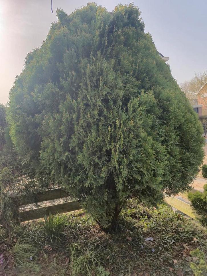 Levensboom (Thuja) - Wintergroene Conifeer, Tuin en Terras, Planten | Tuinplanten, Vaste plant, Overige soorten, Volle zon, Bloeit niet