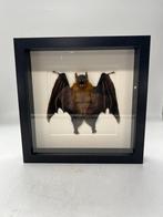 Vleermuis in lijst, Ophalen of Verzenden, Nieuw, Overige soorten, Opgezet dier