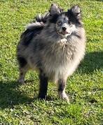 Duitse spitz reukes, Parvo, België, Keeshond, 15 weken tot 1 jaar
