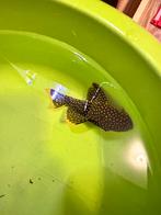 Meerval golden nuget 2 stuks, Ophalen of Verzenden, Overige typen