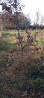 Inlands Eiken Boompje - Jonge Eik voor uw Tuin, Tuin en Terras, Planten | Bomen, Volle zon, Lente, 100 tot 250 cm, Overige soorten