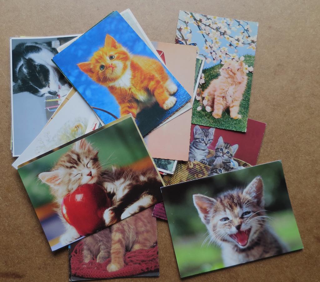 Poezen/Katten kaarten (Partij 1) Set van 25 stuks, Ophalen, 1980 tot heden, Gelopen, Hond of Kat
