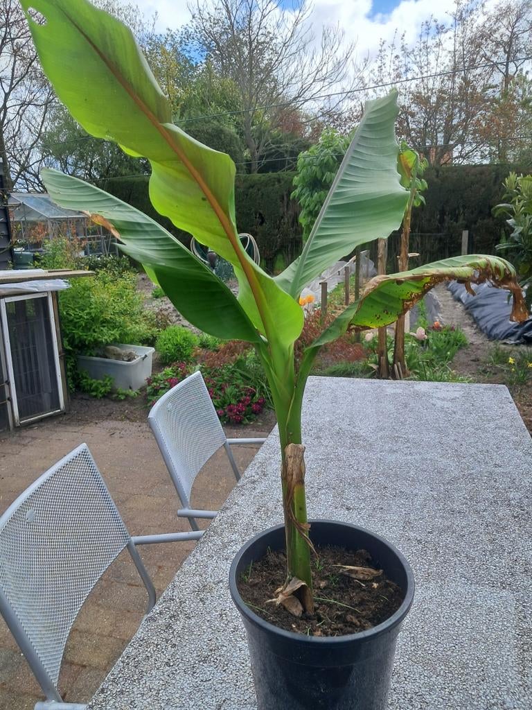 Bananen plant, Ophalen of Verzenden, Overige soorten, Volle zon