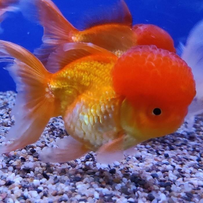 Carrasius auratus, Dieren en Toebehoren, Vis