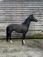 Te koop: de talentvolle 4-jarige merrie Sophielinda., Dieren en Toebehoren, Paarden, Merrie, Met stamboom, Dressuurpaard, Zadelmak
