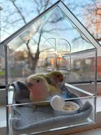 New baby agapornis love bird, Dieren en Toebehoren, Vogels | Parkieten en Papegaaien, Geslacht onbekend, Dwergpapegaai of Agapornis