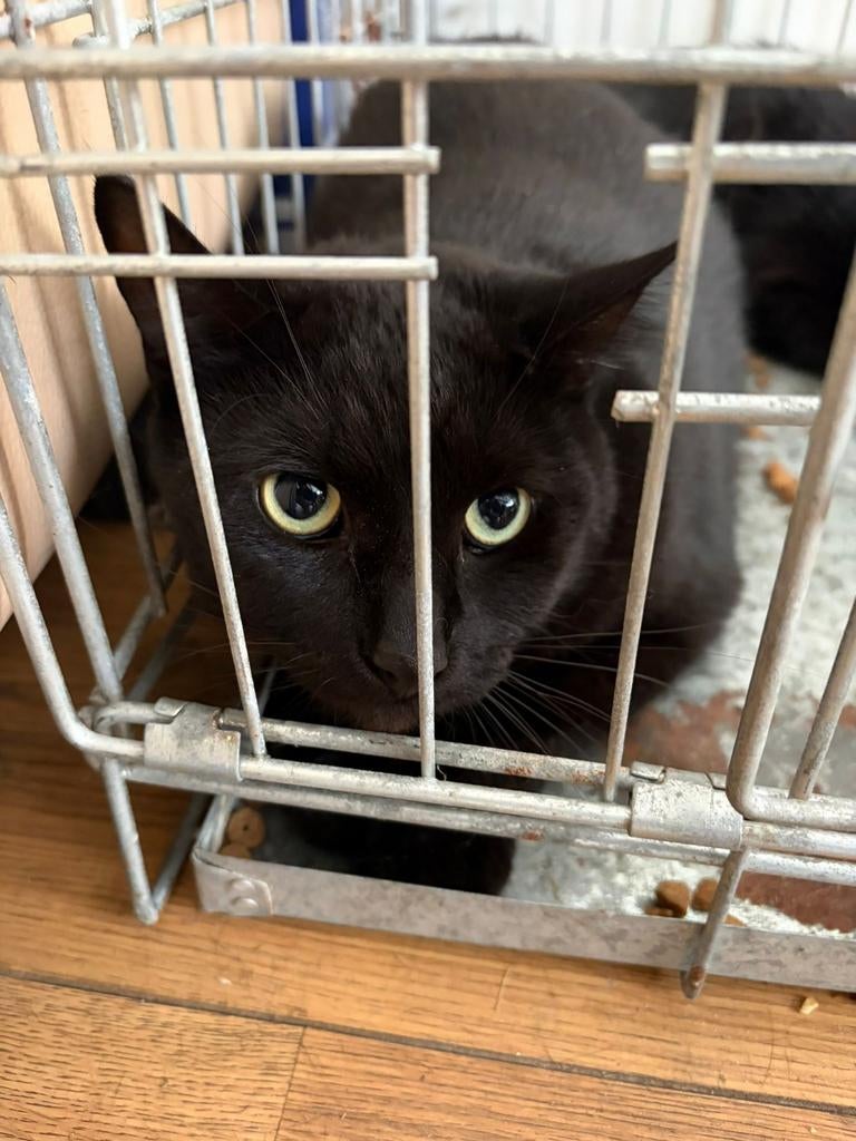 Gratis katten,We hebben alleen een kater., Dieren en Toebehoren, Katten en Kittens | Overige Katten, Meerdere dieren