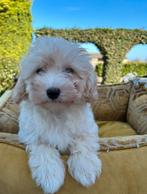 Maltipoo pups, Nederland, Overige rassen, 8 tot 15 weken, Meerdere