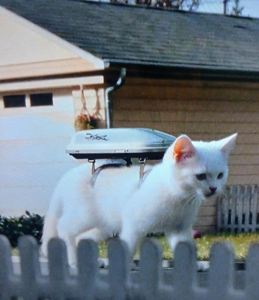 Dakkoffers verhuur, Ophalen of Verzenden