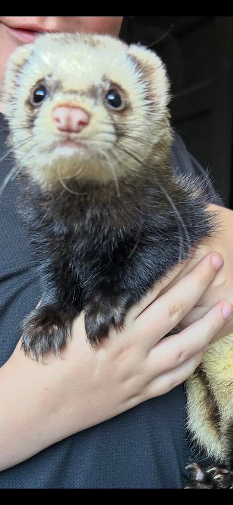 Dekram fret, Dieren en Toebehoren, Overige Dieren, Juni, Mannelijk