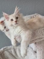 Maine Coon kitten xxl beschikbaar, Meerdere dieren, Ontwormd, 0 tot 2 jaar