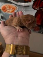 Rode britse lang haar /korthaar katertje, Dieren en Toebehoren, Katten en Kittens | Overige Katten, Kater