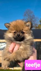 Dwergkeesjes (pomeriaantjes)  1 reutje en 1 teefje., Parvo, Keeshond, 8 tot 15 weken, Meerdere