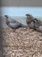 Grote tt meeuwen mutaties, Dieren en Toebehoren, Vogels | Overige Vogels, Meerdere dieren