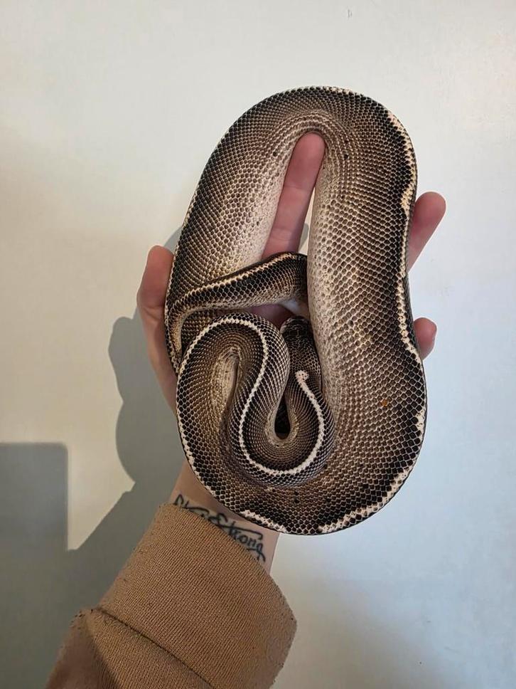Ballpython- koningspython- python regius Ball Python - male for sale from MiSa