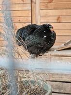 Zwarte kriel cochin hen, jong, legt eieren, Vrouwelijk, Kip