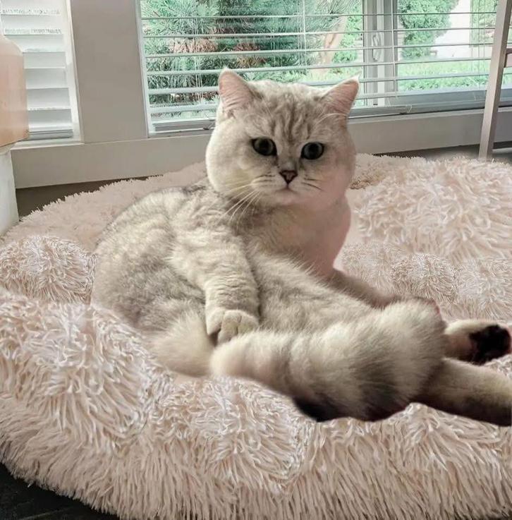 Exclusieve Britse Korthaar DEKKATER – bewezen mooie kittens, Dieren en Toebehoren, Katten en Kittens | Dekkaters, 3 tot 5 jaar