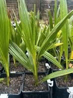 Phoenix canariensis – Canarische dadelpalm, Bio, Ophalen of Verzenden, Minder dan 100 cm, Zomer, Palmboom