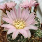 cactus - Gymnocalycium bruchii, Ophalen of Verzenden, Cactus, Volle zon, Minder dan 100 cm