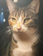 Gezocht! Vermiste Poes Den Bosch, Dieren en Toebehoren, Katten en Kittens | Dekkaters