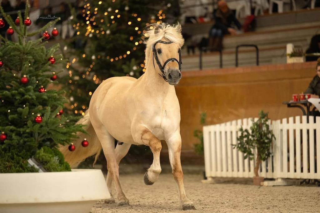 Nieuwe advertentie: 6 jarige rodblakk fjorden hengst., Dieren en Toebehoren, Met stamboom, 3 tot 6 jaar, D pony (1.37m tot 1.48m)