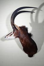 sabel antilope sable taxidermy opgezette, Ophalen, Zo goed als nieuw, Hert, Gewei of Kop