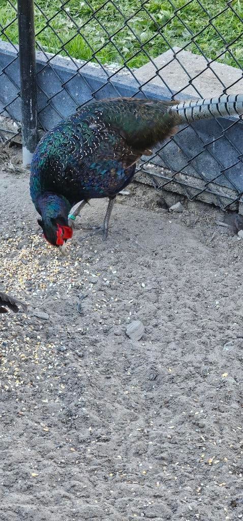 Eieren Groene Fazant, Geslacht onbekend, Kip