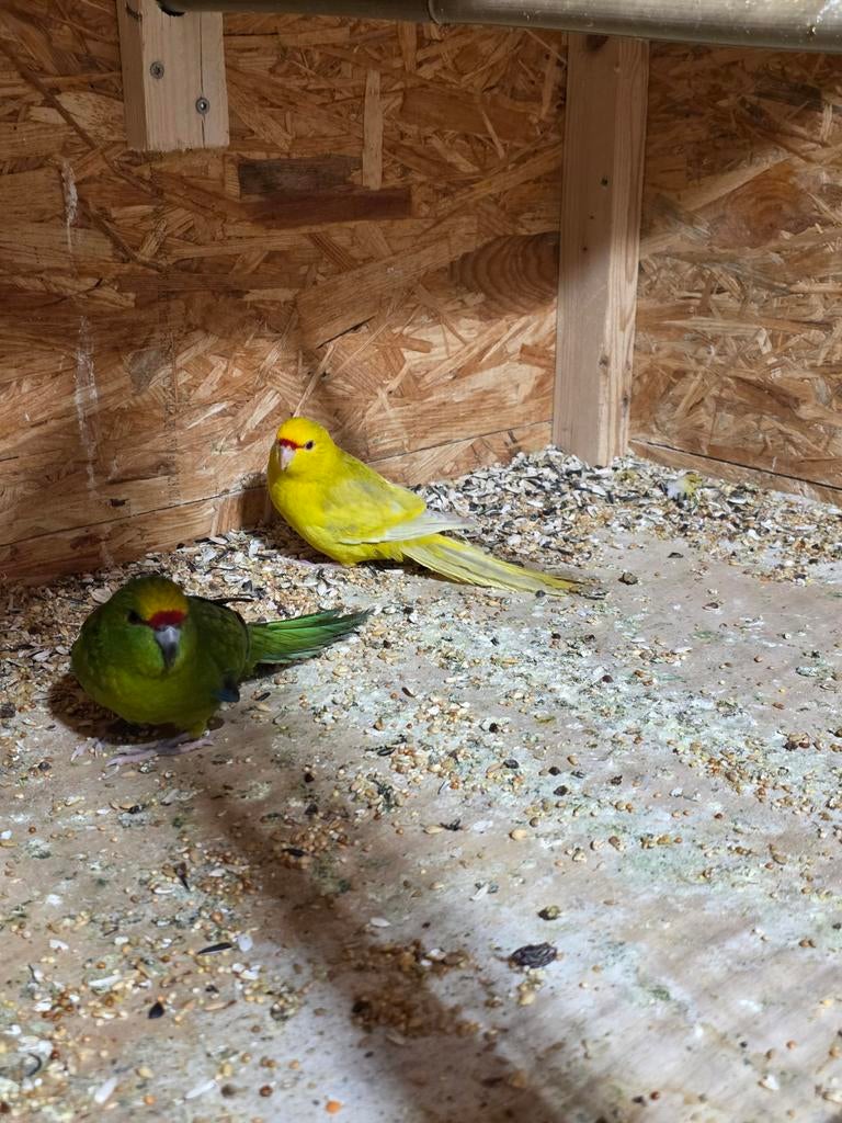 Geelvoorhoof kakariki, Meerdere dieren, Parkiet