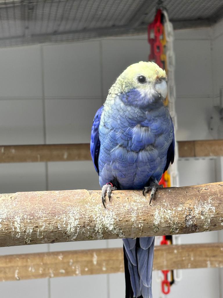 Blauwwang rosella, Dieren en Toebehoren, Meerdere dieren, Parkiet