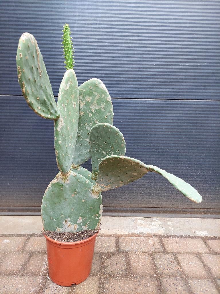 Opuntia Ficus Indica - Vijgencactus / Schijfcactus H: 81 cm., Volle zon, Vaste plant, Zomer, Ophalen