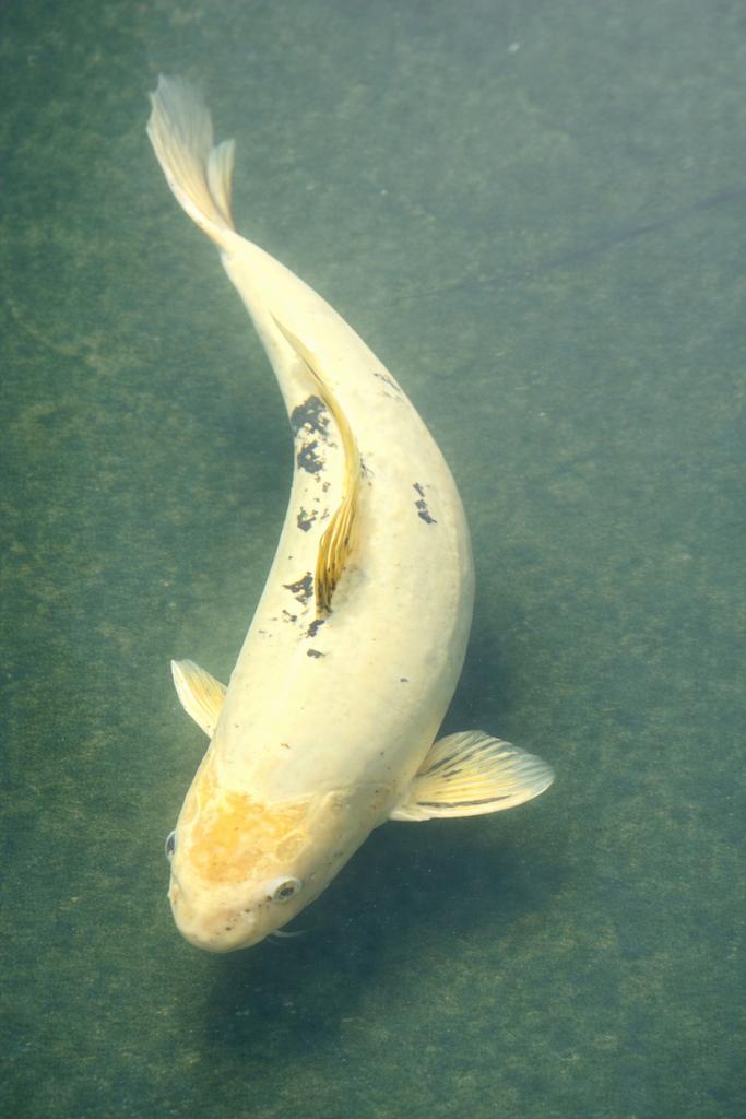 Ki Bekko Koi 60 cm, Karper of Koi