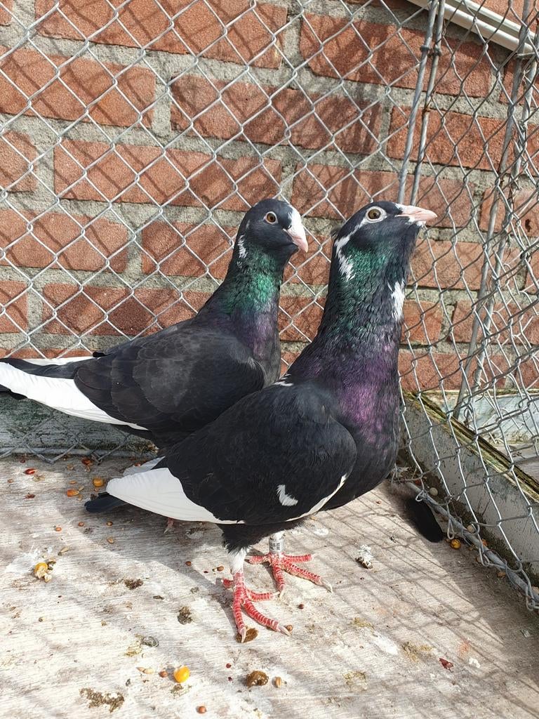 Adana wam duiven zeer goede vliegers, Dieren en Toebehoren, Vogels | Duiven, Meerdere dieren