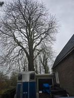 Boom snoeien / kappen, Ophalen of Verzenden