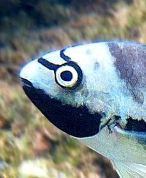 Tomocichla cichliden, Vis, Zoetwatervis