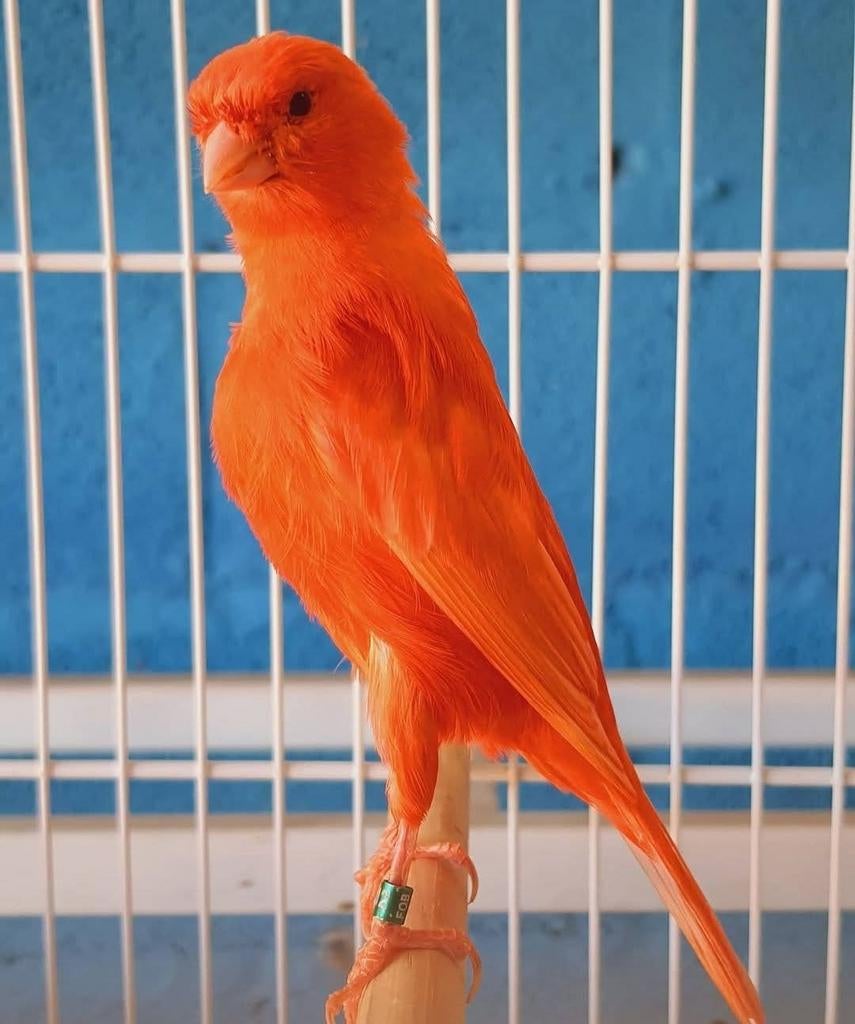 GEZOCHT: broedrijp rode/oranje kanarie man, Dieren en Toebehoren, Vogels | Kanaries